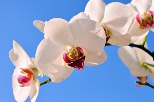 世界拳击锦标赛赛场观众文明观赛长期项目扩展至社区层面，世界拳击赛视频